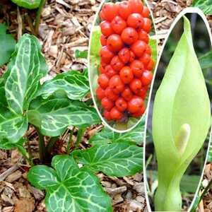 ARUM italicum (lot de 3)