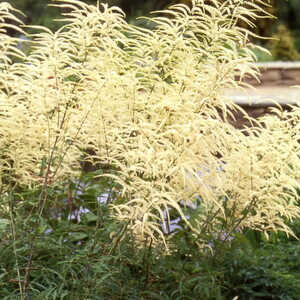 ARUNCUS dioicus 'Kneiffii'