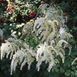 ARUNCUS dioicus (sylvestris)