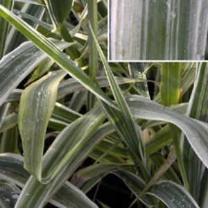 ARUNDO donax 'Argenteovariegata'