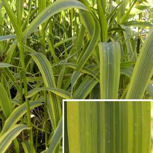 ARUNDO donax 'Aureovariegata'