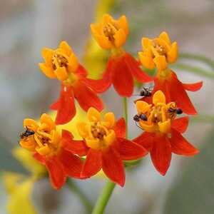 ASCLEPIAS curassavica