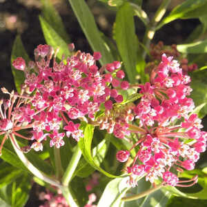 ASCLEPIAS incarnata
