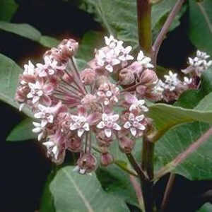 ASCLEPIAS syriaca (cornuti)