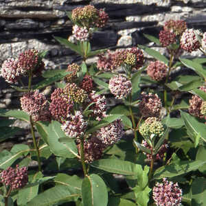 ASCLEPIAS syriaca (cornuti)