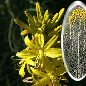 ASPHODELINE lutea