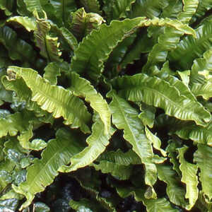 ASPLENIUM scolopendrium 'Cristatum' (Phyllitis)