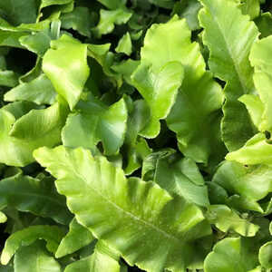 ASPLENIUM scolopendrium 'Undulatum'