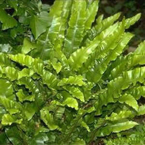 ASPLENIUM scolopendrium (Phyllitis sc.)