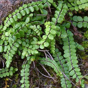 ASPLENIUM trichomanes