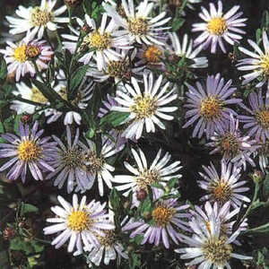 ASTER ageratoides 'Asran'