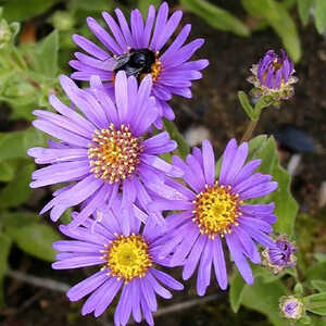 ASTER amellus 'Blue King'