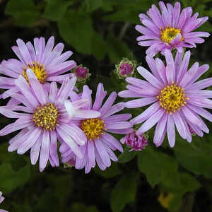 ASTER amellus 'Rosa Erfüllung'