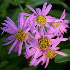 ASTER amellus 'Sonia'