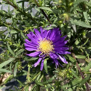 ASTER dumosus 'Blue Lapis'