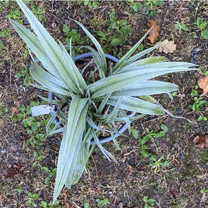 ASTELIA chathamica 'Silver Shadow'