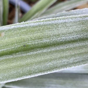 ASTELIA chathamica 'Silver Shadow'