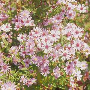 ASTER 'Coombe Fishacre'