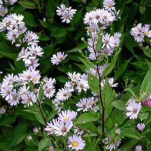 ASTER cordifolius 'Photograph'