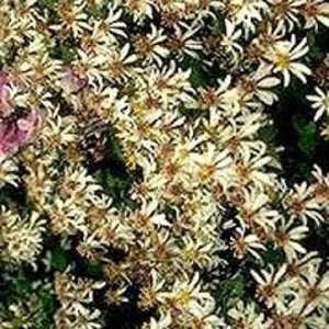 ASTER cordifolius 'Silver Spray'