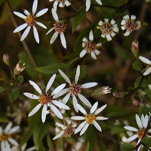 ASTER divaricatus