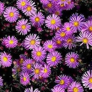 ASTER dumosus 'Fidelio'