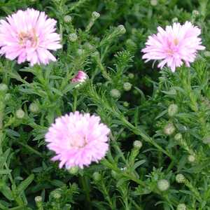 ASTER dumosus 'Rosebud'