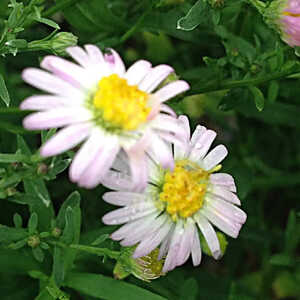 ASTER ericoides 'Pink Cloud'