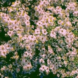 ASTER ericoides 'Ringdove'