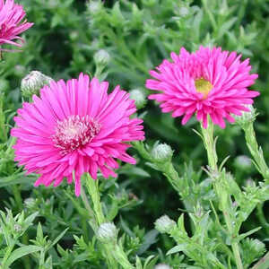 ASTER dumosus 'Jenny'