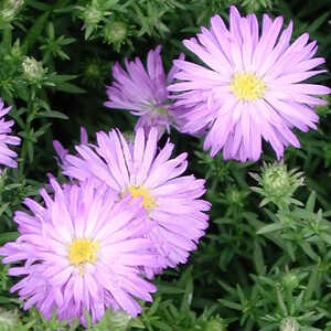 ASTER dumosus 'Lady in Blue'