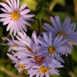 ASTER cordifolius 'Little Carlow'