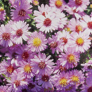 ASTER dumosus 'Marjorie'