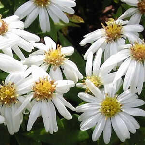 ASTER dumosus 'Niobe'