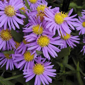 ASTER dumosus 'Prof. Anton Kippenberg'