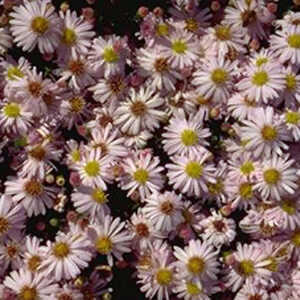 ASTER dumosus 'Rosenkissen'