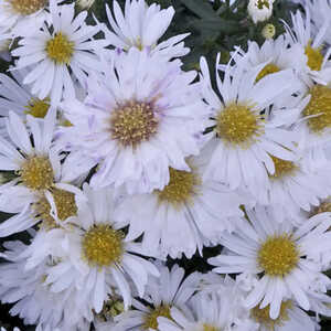 ASTER dumosus 'Snowsprite'