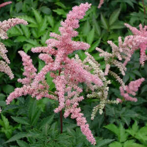 ASTILBE 'Bressingham Beauty'