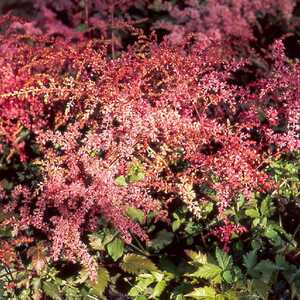 ASTILBE 'Bronce Elegans'