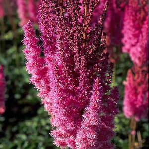 ASTILBE chinensis 'Purpurlanze'