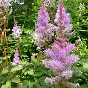 ASTILBE chinensis 'Pumila'