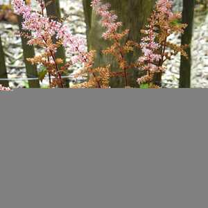 ASTILBE 'Color Flash' ® ('Beauty of Ernst')