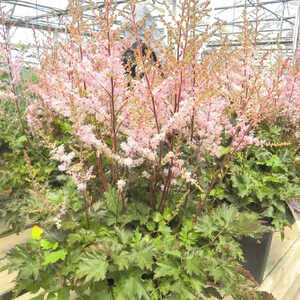 ASTILBE 'Delft Lace'