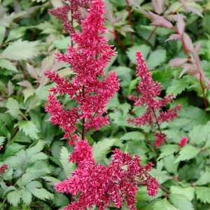 ASTILBE 'Fanal'