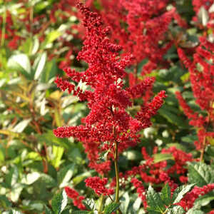 ASTILBE 'Glut'