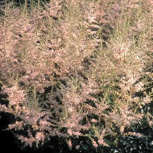 ASTILBE 'Hennie Graafland' (Simplicifolia Group)