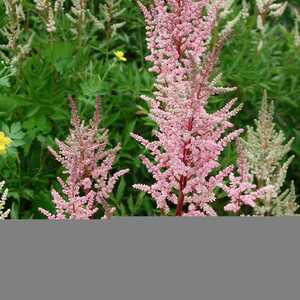 ASTILBE 'Lachskönigin'