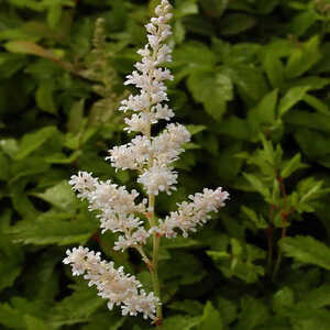 ASTILBE 'Mont Blanc'