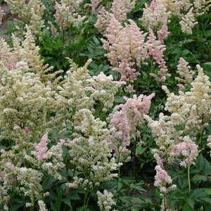 ASTILBE 'Peach Blossom' (Japonica Group)