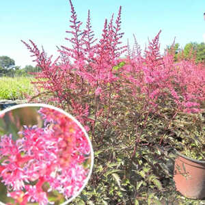 ASTILBE simplicifolia 'Key West'